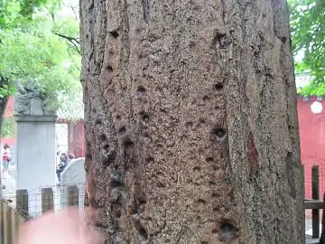 A tree within the Shaolin Monastery used by the monks to practice finger-punching