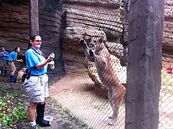 Shasta VI, the mascot of the University of Houston, with a Houston Zoo trainer