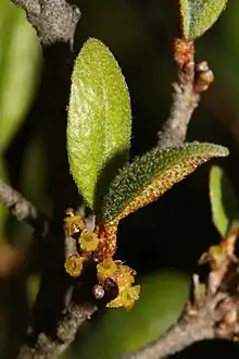 Pistillate flowers