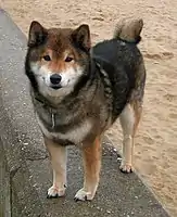 A sesame Shiba Inu