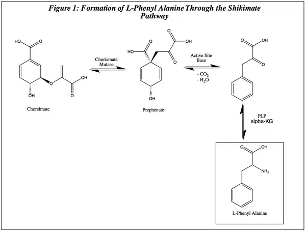 Shikimate Pathway