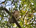 Shikra in Gurgaon,India