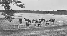 A black-and-white photograph of thirteen horses behind a fence on the Goryō Imperial Stock Farm