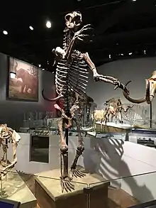 Mounted skeleton of a North American short-faced bear.