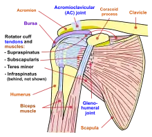 Diagram of the human shoulder joint