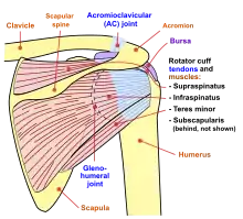 Diagram of the human shoulder joint, back view