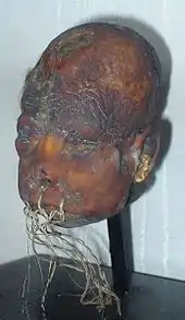 Shrunken head exhibited at the Lightner Museum