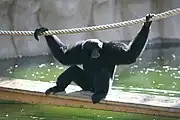 Black siamang