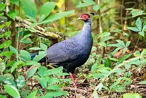 Siamese fireback