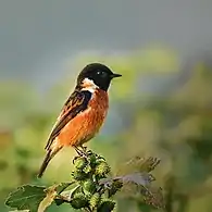 Siberian stonechat wintering at Dipor Bil, Assam, India