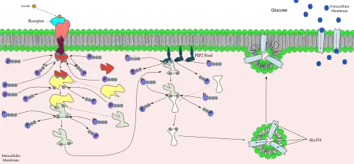 Signal transduction of Insulin: At the end of the transduction process, the activated protein binds to the PIP2 proteins embedded in the membrane.