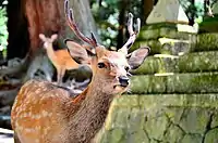 Deer in Nara Park