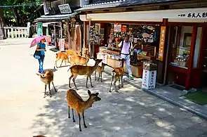 Deer approaching tourists