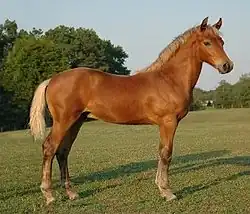 Silver Morgan horse