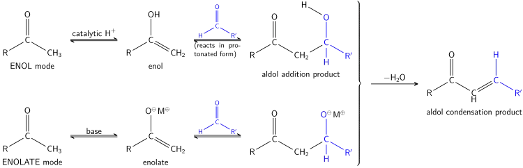 The Aldol reaction