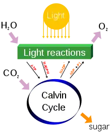 A diagram of photosynthesis processes, including income of water and carbon dioxide, illumination and release of oxygen. Reactions produce ATP and NADPH in a Calvin cycle with a sugar as a by product.