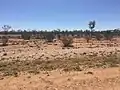 Simpson Desert near Bedourie