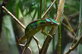 Panther chameleon