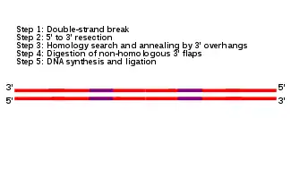 Still frame of an animation of the SSA pathway.  A single molecule of double-stranded DNA is shown in red, oriented horizontally.  On each of the two DNA strands, two purple regions indicating repeat sequences of DNA are shown to the left and right of the center of the DNA molecule.