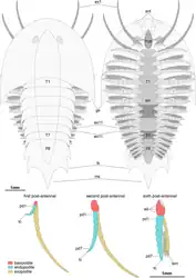 Diagram of Sinoburius (Xandarellida)