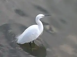 Little egret in Winter