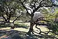 Grounds of the Sisterdale Dance Hall & Opera House