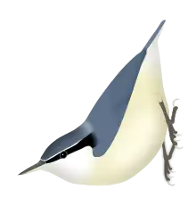 Digital drawing of a bird with grey upperparts, whitish underparts, and a black eyestripe