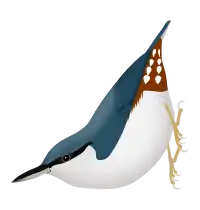 Sitta europaea europaea, white-bellied individual, as in Scandinavia and western Russia.