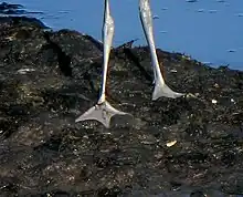 Unlike other waders, the pied avocet has webbed foot, and can swim well.