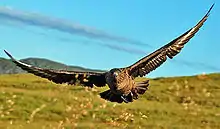 At the Norwegian bird island Runde