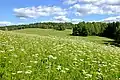 Extensive grasslands and meadows