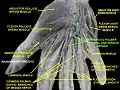 Superficial palmar arterial and venous arche