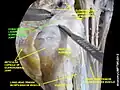 Dissection image of the coracohumeral ligament of the glenohumeral joint in green