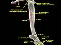 Knee, tibiofibular and ankle joints. Deep dissection. Anterolateral view.