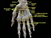 Right hand. Deep dissection. Anterior (palmar) view.