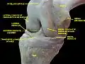 Knee joint. Deep dissection. Anteromedial view.