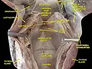 Larynx, pharynx and tongue. Deep dissection. Posterior view.