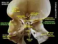 Greater wing of sphenoid bone