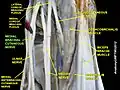 Medial brachial cutaneous nerve