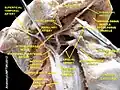 Submental artery