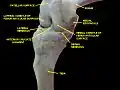 Knee joint. Deep dissection. Anteromedial view.