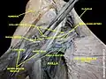 Subclavian vein