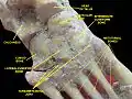 Ankle joint. Deep dissection.