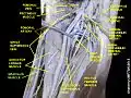 Gracilis muscle