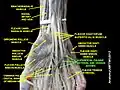 Superficial palmar arterial and venous arche