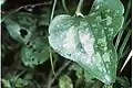 Smilax bona-nox