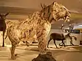 Saber-toothed †Smilodon populator