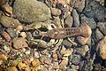 Crayfish in South Branch Potomac River