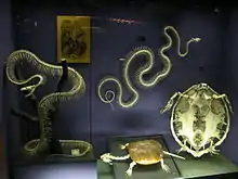 Display on the skeletal structure of snakes and other reptiles (2007)