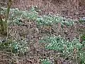 Drifts of Snowdrops and other plants show the antiquity of these woods